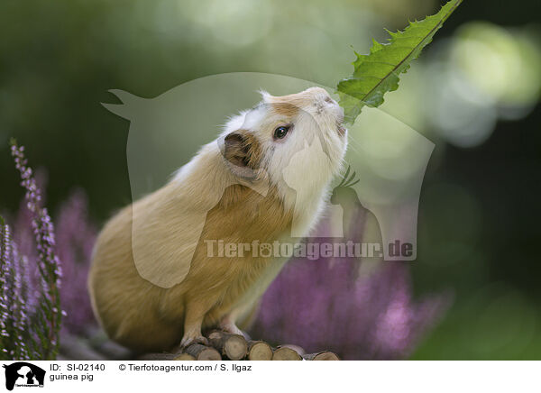 Meerschweinchen / guinea pig / SI-02140