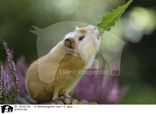 Meerschweinchen / guinea pig / SI-02140