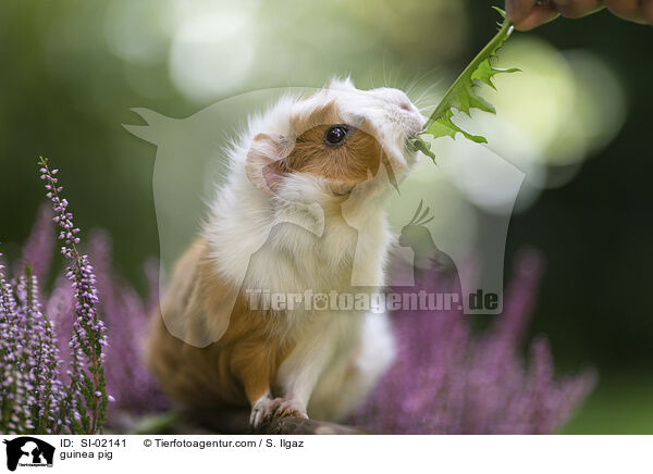 guinea pig / SI-02141