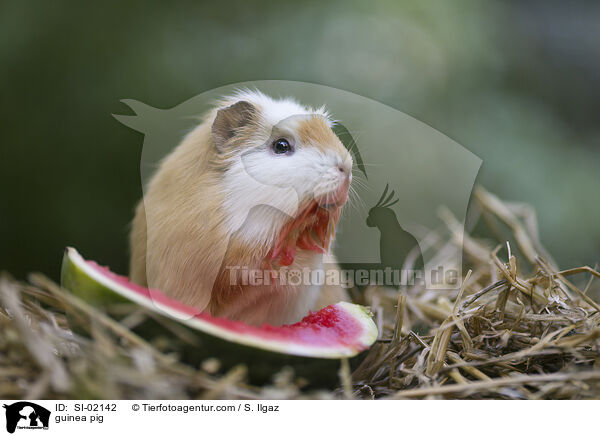 Meerschweinchen / guinea pig / SI-02142