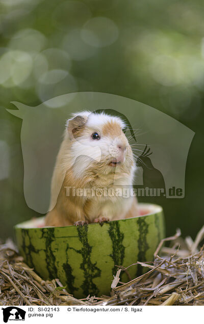 guinea pig / SI-02143