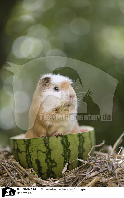 Meerschweinchen / guinea pig / SI-02144