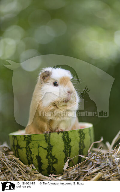 guinea pig / SI-02145