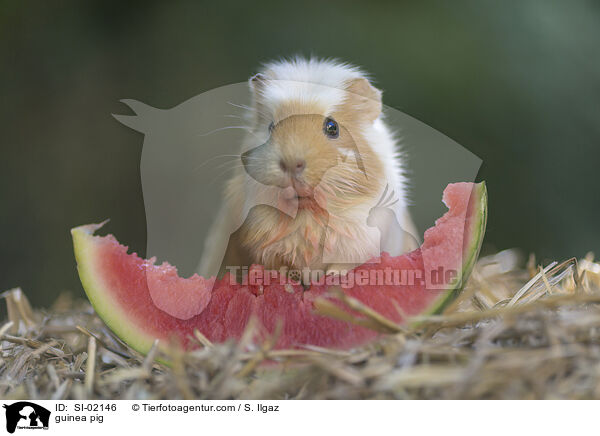 guinea pig / SI-02146