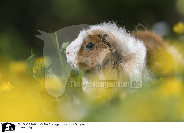 Meerschweinchen / guinea pig / SI-02148