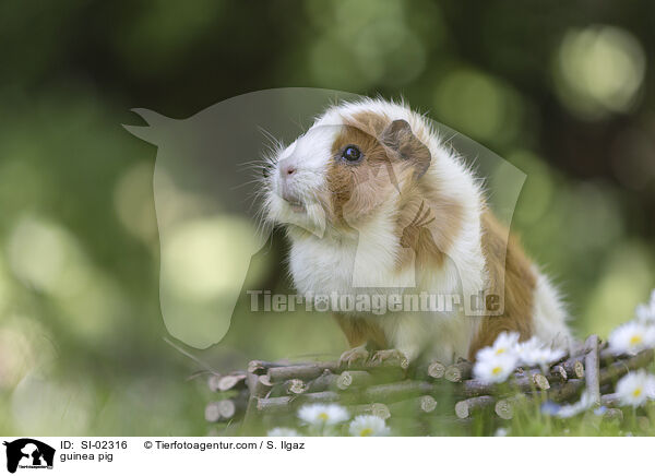 guinea pig / SI-02316