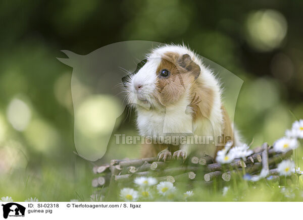 guinea pig / SI-02318