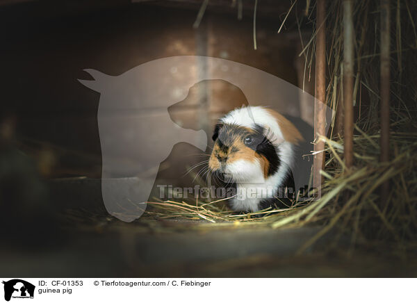 guinea pig / CF-01353