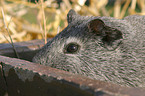 guinea pig