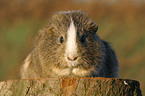 guinea pig