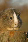 guinea pig