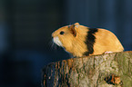 guinea pig baby