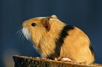 guinea pig baby