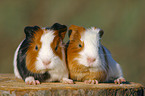 guinea pig babies