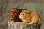 2 guinea pigs