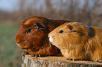 2 guinea pigs