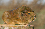 guinea pig