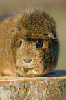 guinea pig