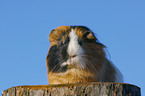 guinea pig