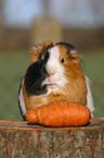 guinea pig