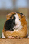 guinea pig