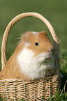 guinea pig