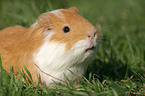 guinea pig