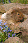 guinea pig