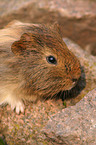 guinea pig