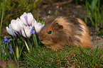 guinea pig