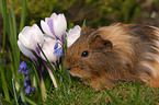 guinea pig