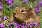 guinea pig