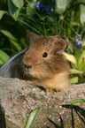 guinea pig