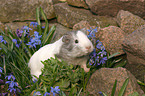 guinea pig