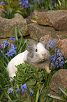 guinea pig