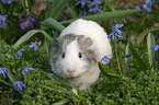 guinea pig