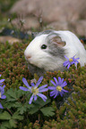 guinea pig