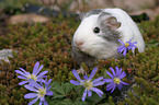 guinea pig