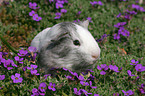 guinea pig