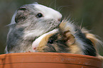 2 guinea pigs