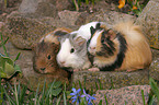 3 guinea pigs