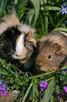 2 guinea pigs