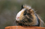 guinea pig