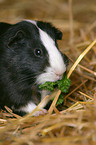 eating guinea pig