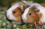 2 guinea pigs