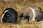 2 guinea pigs