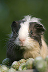 guinea pig