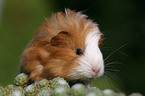 young guinea pig