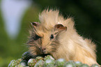 guinea pig