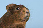 guinea pig portrait